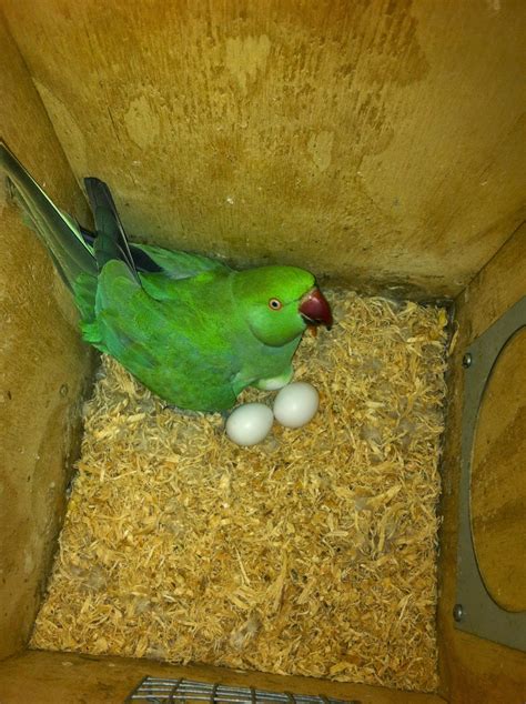 Parrot Breeding Indian Ringneck Parrot Nesting