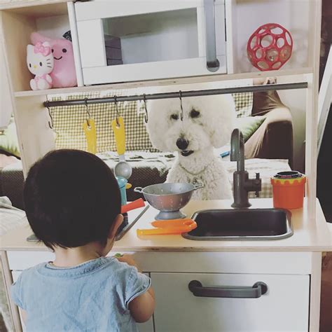 Adorable 1 Year Old Girl And Giant Poodle Are Inseparable Friends