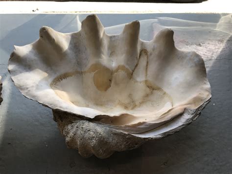 Two Giant Clam Shells - Shapiro Auctioneers