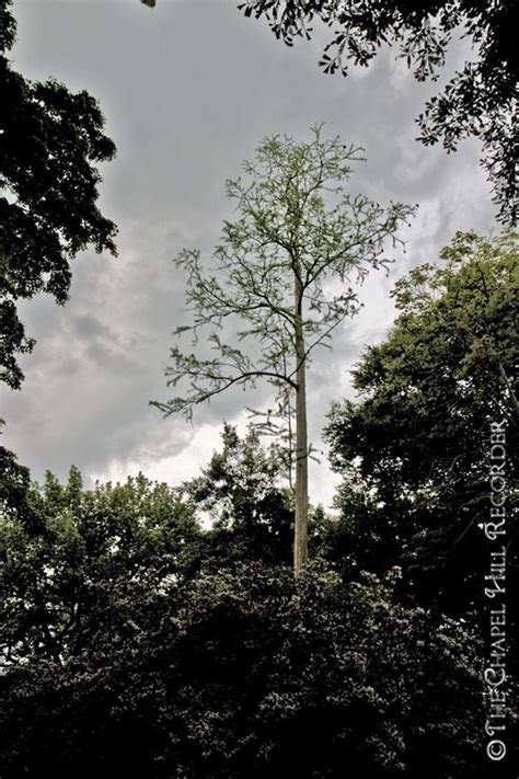 Tree Portrait Arboretum Lamp Post Photography