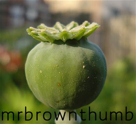 Learn how to grow poppies in this article. When I Collect Poppy Seeds : MrBrownThumb