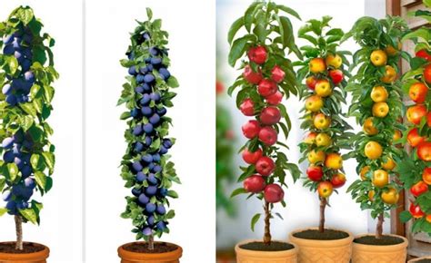 Columnar Fruit Trees Ideal For Growing In Tubs On Patios Or Balconies