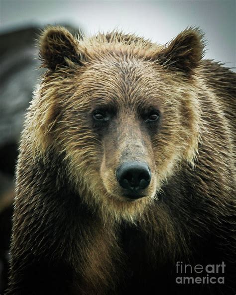 A Male Grizzly Bear Photograph By Webb Canepa
