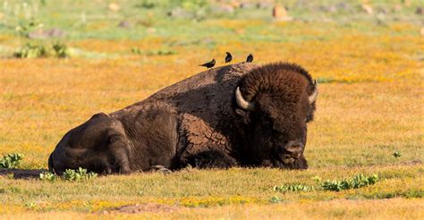 15 Facts About Our National Mammal The American Bison Us
