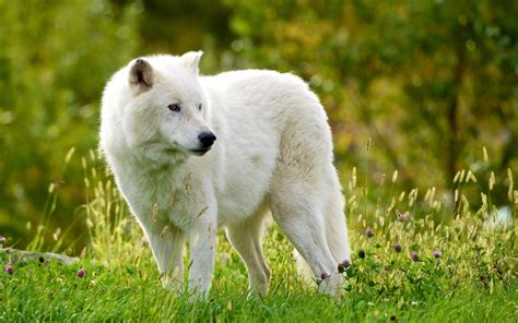 Download Wallpapers Arctic Wolf Predators Grass White Wolf For