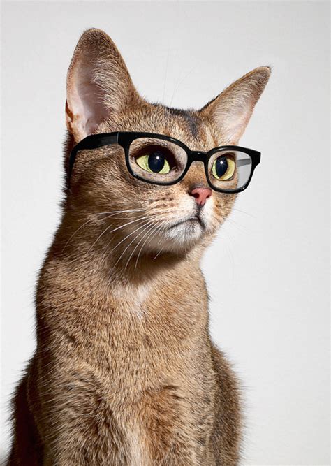 Smart Cat On Behance