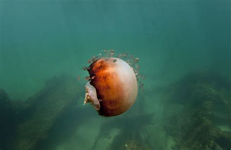 Cannonball Jellyfish Theworldofjellyfish