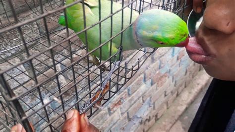 Parrot Kissing A Girl Youtube