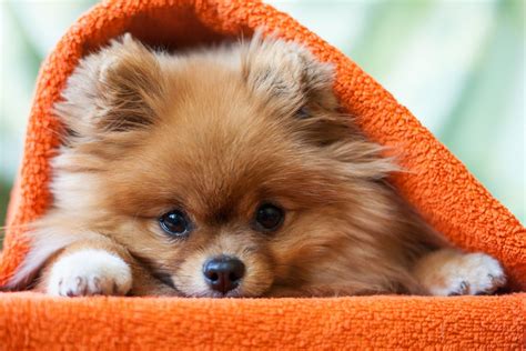 New Cute Puppy Pomeranian Dog Wallpaper Hd Pets Lovers