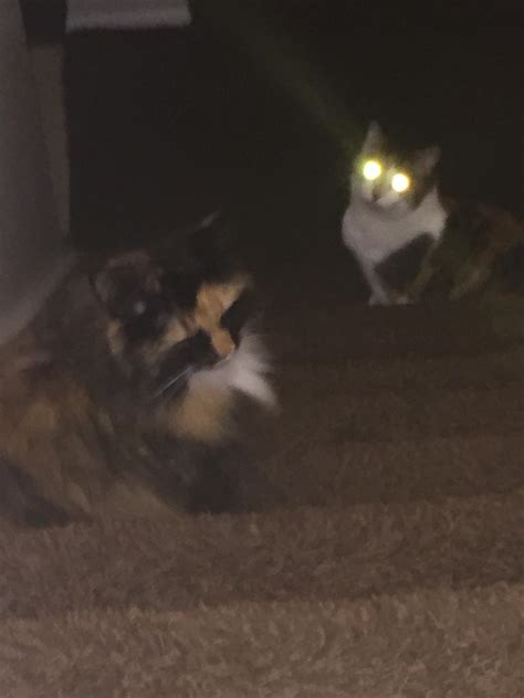 My Cats Eyes Glow In The Dark Aww