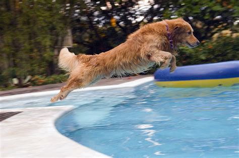 Dogs In Pools Pros And Cons Aqua Pearl Pools