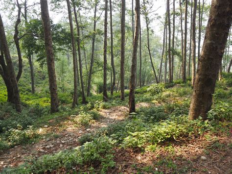 In Nepal Out Migration Is Helping Fuel A Forest Resurgence Yale E360