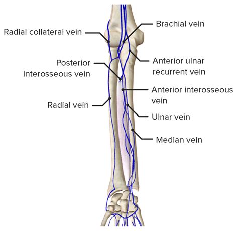 Forearm Anatomy Concise Medical Knowledge