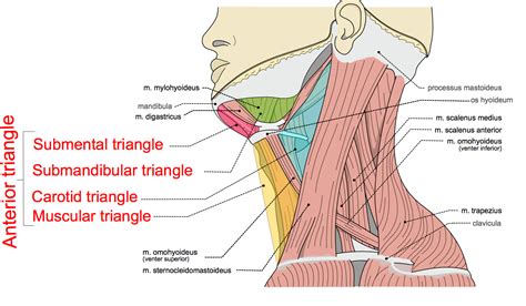 Triangles Of The Neck Part The Anterior Triangle Medical Exam Prep