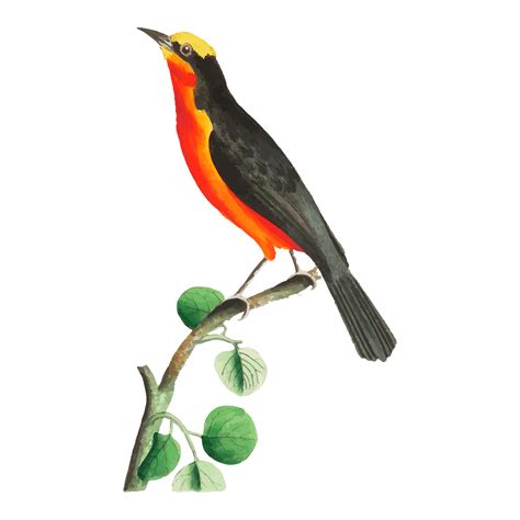 Exotic Bird Illustration 12662470 Png