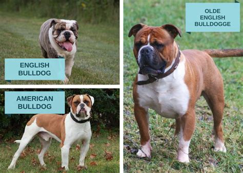 23 Whats The Difference Between British And English Bulldogs L2sanpiero