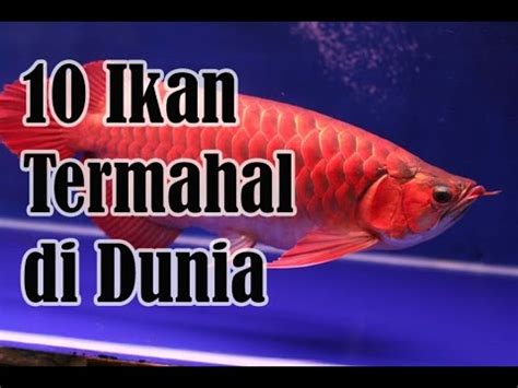 Maybe you would like to learn more about one of these? 10 Ikan Termahal Di Dunia - Sepuluh Tube - YouTube