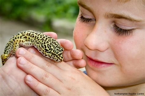 Pet Breeeders Leopard Gecko For Sale