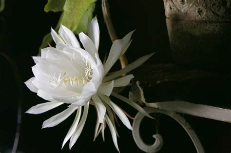 Top 10 Most Beautiful Flowers That Bloom Only At Night Worlds Top