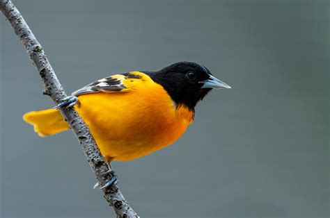 The Melodious Baltimore Oriole Song