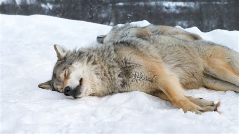 Animal Wolf Is Sleeping On Snow 4k Hd Animals Wallpapers Hd