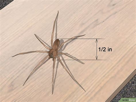 How To Tell A Brown Recluse If You Didnt See And Feel The Spider