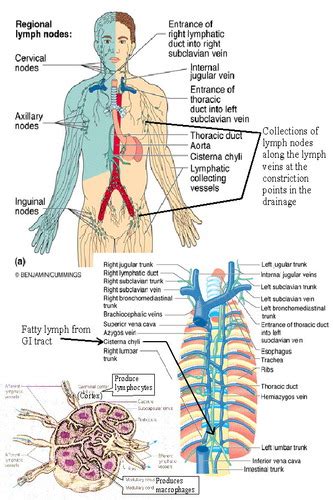 The Lymphatic System Flashcards Quizlet