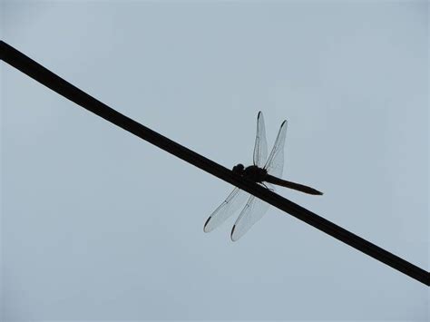 Dragonfly Silhouette Photography By Tracy Habenicht Saatchi Art