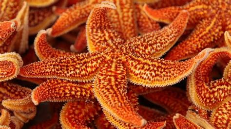 Starfish Are Marine Invertebrates This Stock Footage Video 100