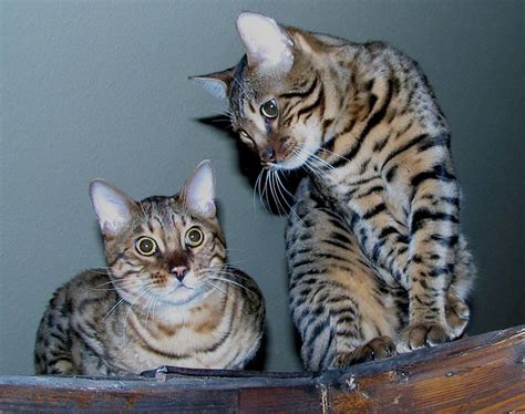 It is a well known fact that bengal cats are playful and love to climb, chase and investigate little things. Cat Tips: The Bengal Cat Personality