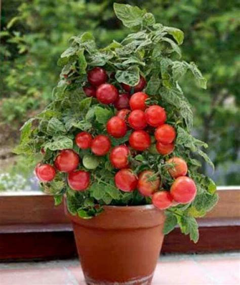 Cherry Tomatoes Growing Tomatoes Indoors Growing Tomatoes In Containers Indoor Vegetable