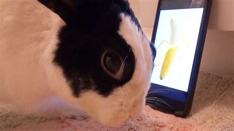Rabbit Eating Banana Picture Youtube