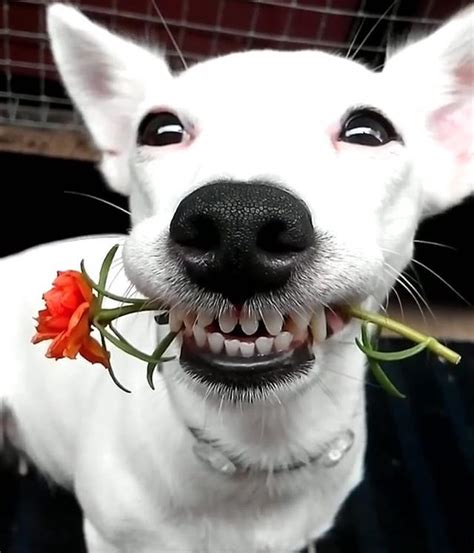 Smile Life Is Good 😍 Cute White Dogs Cute Animals Funny Animal