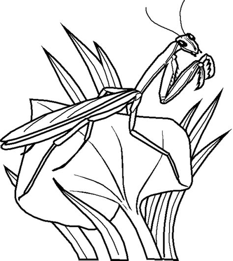 Insect Coloring Pages To Download And Print For Free