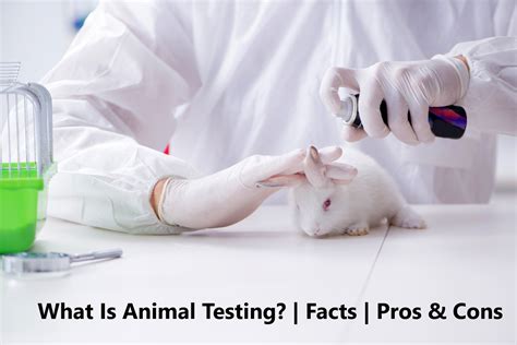 Animal Testing Pros And Cons Cosmetics Tennille Demarco