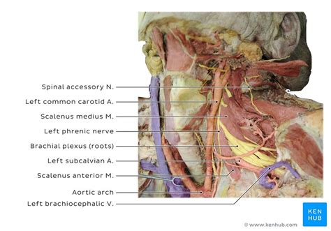 Subclavian Artery Anatomy Branches And Clinical Notes Kenhub