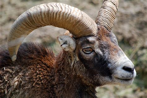 Mouflon Ram For Sale Cold Creek Ranch Texas