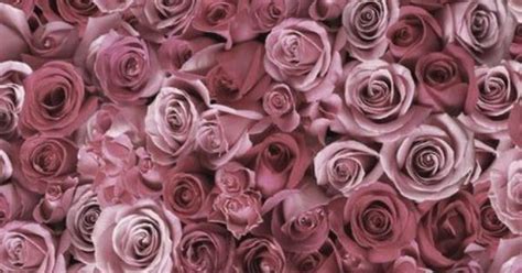 Dusty Rose Pink Roses Pinteres