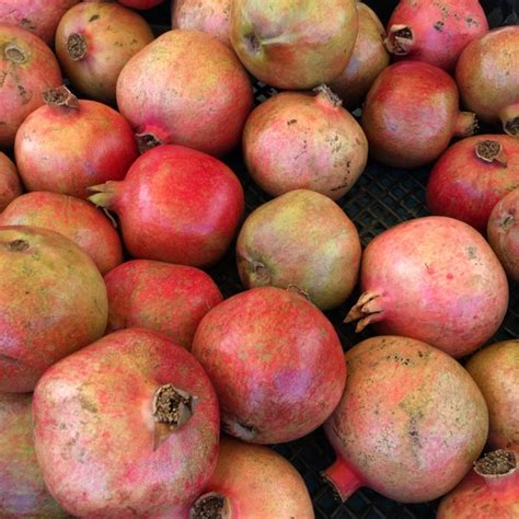Honeycrisp Apples Information, Recipes and Facts