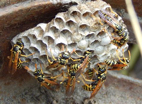Yellow Jacket Nest Earth Guard Pest Control
