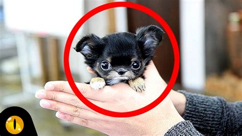 Top 10 Smallest Dog Breeds Youtube