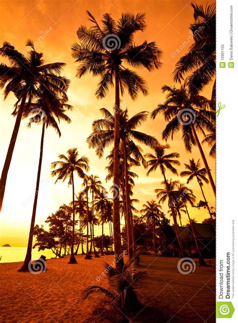 Coconut Palms On Sand Beach In Tropic On Sunset Stock Image Image Of