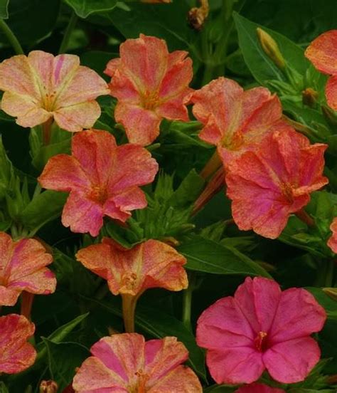 They are big and beautiful but not blooming. Four O'Clock Seeds | Mirabilis jalapa & M. longiflora ...