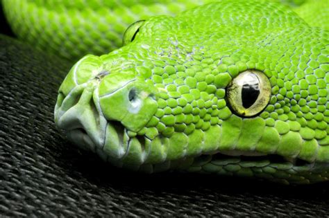 As you eat more, you will grow and move faster. green, Snake, Head, Eye, Look, Scales Wallpapers HD ...