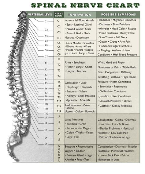 Anatomy Chart Spinal Nerves