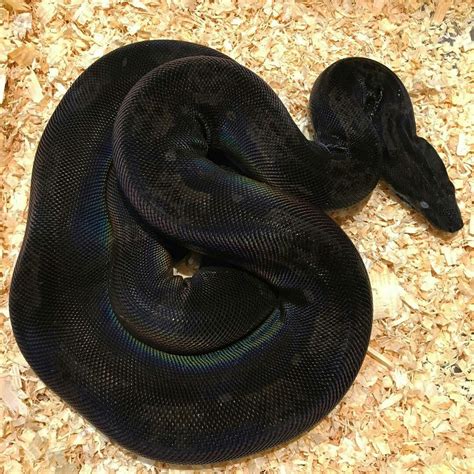 Is This Snake Made Of Black Velvet Pet Snake Cute Snake Reptiles Pet