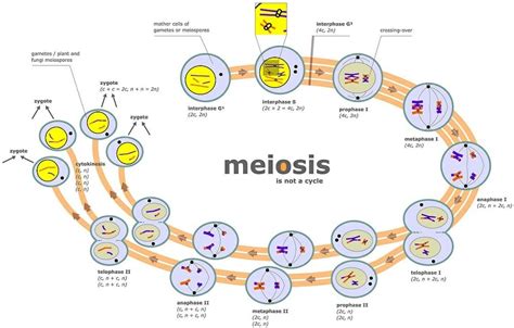 Meiosis Diagram With Labels