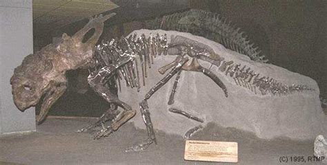Pachyrhinosaurus En Images Dinosoria