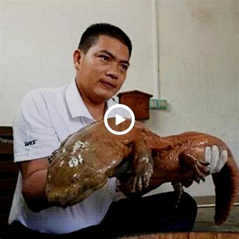 Scared Of The Extremely Rare 4 Legged Fish In China That Scared The