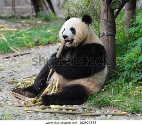 Giant Panda Bear Eating Bamboo Shoots Stock Photo Edit Now 102923888